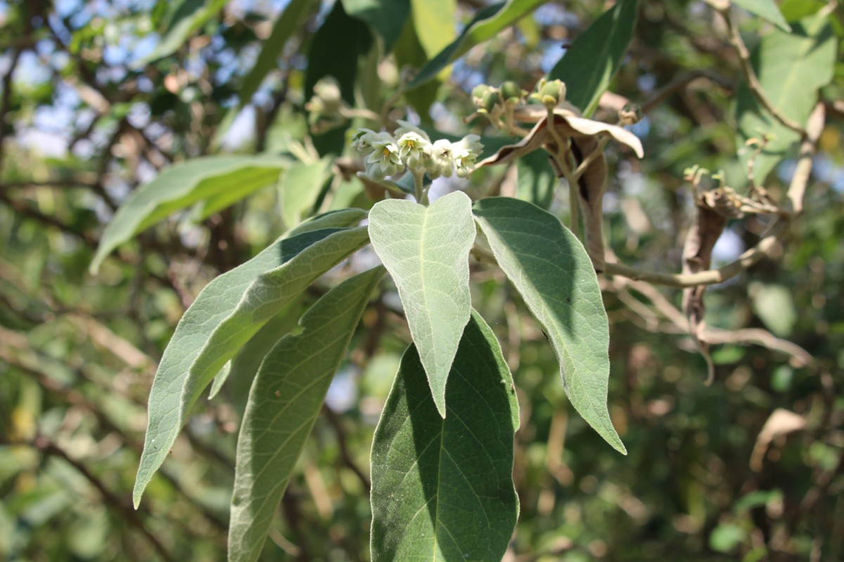 Solanum erianthum D.Don